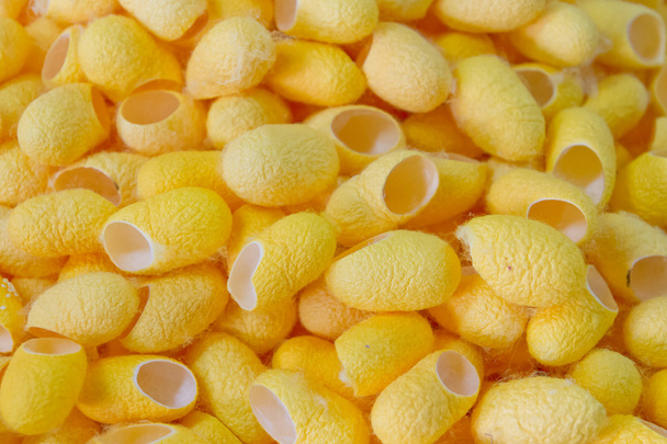 yellow cocoon - Photo, Image