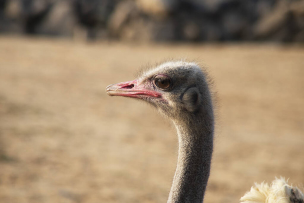 A portrait of an Ostrich under the sunlight in the Colchester Zoo, England - Foto, Imagem