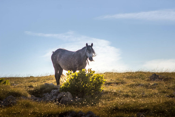 A horse on a hill on a sunny day - Photo, Image