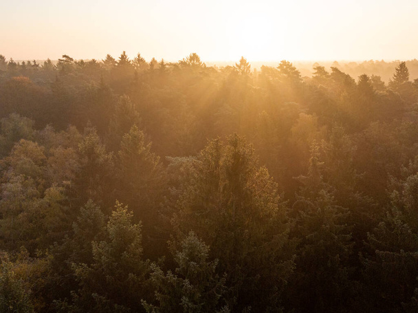 A beautiful shot of dense pine forest with a background of the shining sun. - Fotoğraf, Görsel