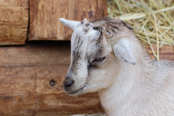 Kid goat closeup portrait - Photo, Image