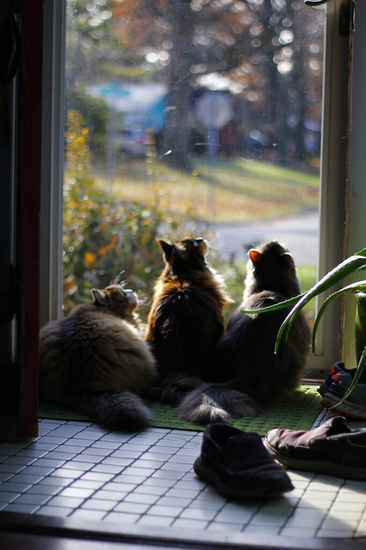 ラガムフィン、メイン・クーン、グレイ・ミディアムヘアの猫が鳥をじっと見上げ - 写真・画像