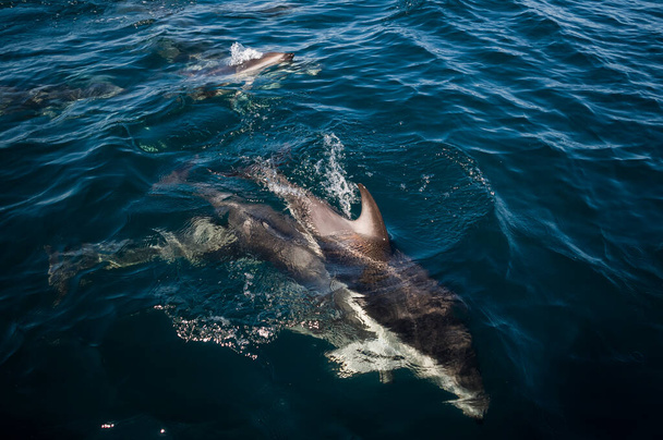 Dusky dolphin jumping , Peninsula Valdes , Unesco World Heritage Site, Patagonia , Argentina. - Photo, Image