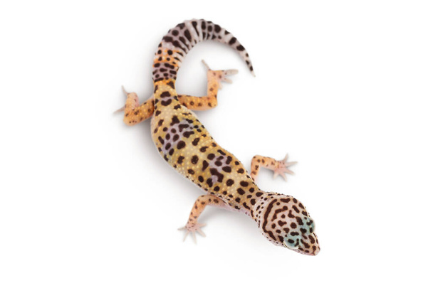 Леопардовый геккон или Eublepharis macularius выделен на белом фоне с вырезанием пути и полной глубиной поля. Вид сверху. Плоский лежал - Фото, изображение