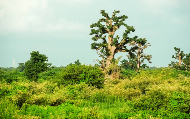 Baobab, nagyon széles törzsű trópusi fa (legfeljebb 10 m átmérőjű) szivacsos fával, vastag és szürke kéreggel - Fotó, kép
