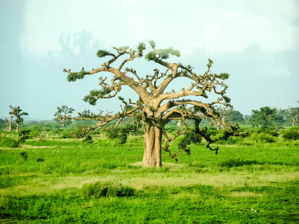 Baobab, nagyon széles törzsű trópusi fa (legfeljebb 10 m átmérőjű) szivacsos fával, vastag és szürke kéreggel - Fotó, kép