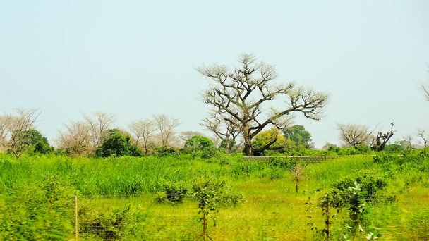 Baobab, arbre tropical au tronc très large (jusqu'à 10 m de diamètre), avec bois spongieux, écorce épaisse et grisâtre - Photo, image