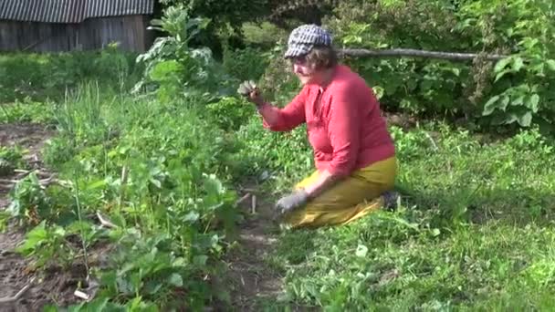 Agricultor abuela mujer hierba y comer plantas de fresa
 - Imágenes, Vídeo