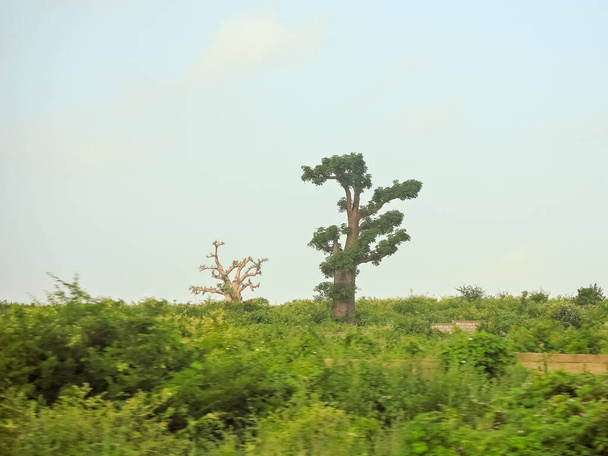 majomkenyérfa, nagyon széles törzsű trópusi fa (legfeljebb 10 m átmérőjű), szivacsos fa, vastag és szürke kéreg, vékony korona, kevés és különálló ág, pálmafalevél három-hét szórólappal, amelyek nyáron hullanak - Fotó, kép