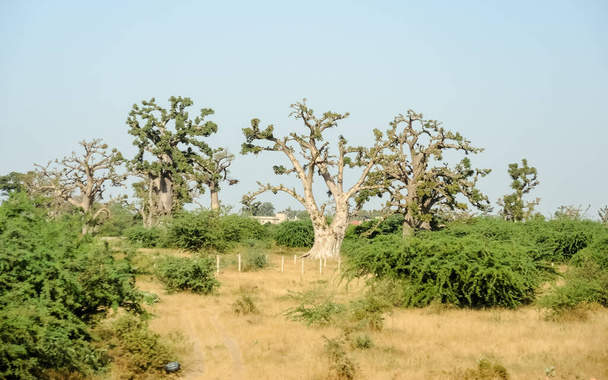baobab, τροπικό δέντρο με πολύ ευρύ κορμό (μέχρι 10 m σε διάμετρο), σπογγώδες ξύλο, παχύ και γκριζωπό φλοιό, λεπτή κορώνα, λίγα και ξεχωριστά κλαδιά, φύλλα palmate με τρία έως επτά φυλλάδια που πέφτουν το καλοκαίρι - Φωτογραφία, εικόνα
