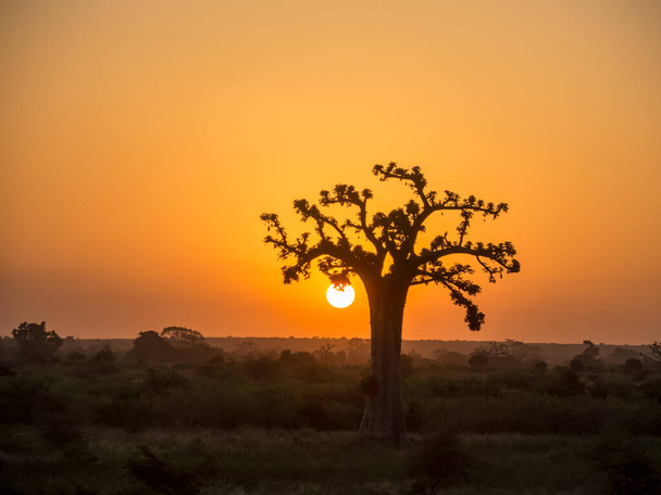 セネガルのバオバブの後ろの太陽オレンジの空 - 写真・画像