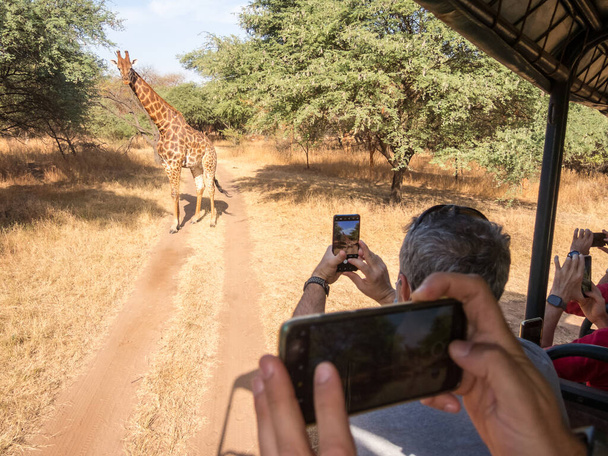 Żyrafy w afrykańskim parku naturalnym w Senegalu - Zdjęcie, obraz