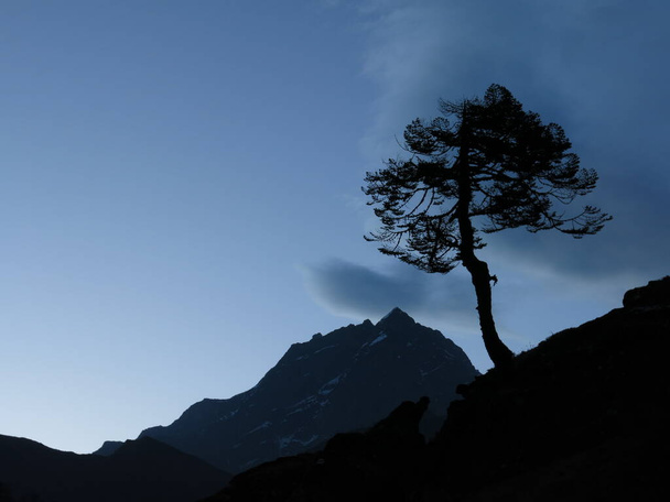 Silueta robustního stromu v národním parku Everest, Nepál. - Fotografie, Obrázek