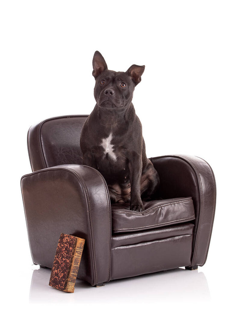 Portrait of an staffordshire terrier dog on a chair on a white background - Фото, зображення