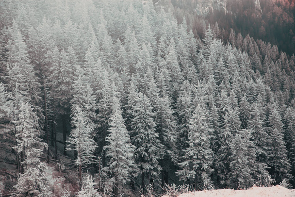 winter wonderland - Christmas background with snowy fir trees in the mountains - Foto, Imagen