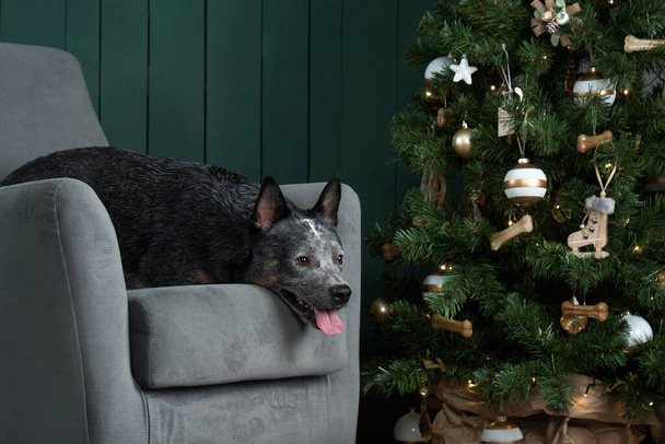 dog on a chair by the New Year tree. Festive decorated interior. Australian Hiller. christmas animal  - Fotó, kép