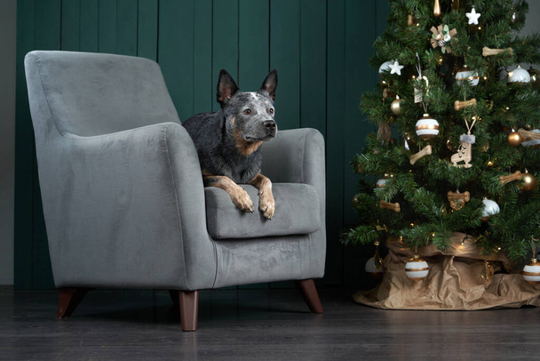 Το σκυλί σε μια καρέκλα δίπλα στο δέντρο της Πρωτοχρονιάς. Εορταστικό διακοσμημένο εσωτερικό. Αυστραλός Χίλερ. Χριστουγεννιάτικο ζώο  - Φωτογραφία, εικόνα