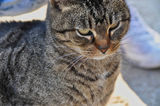 Sokak kedisi, evsiz, açık havada tüylü, kürklü, gömme portre. - Fotoğraf, Görsel