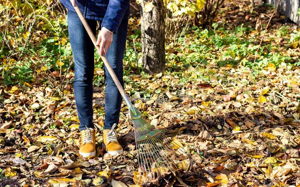 Work in the garden. Autumn leaves. Autumn foliage cleaning. The housewife is cleaning yellow leaves. - Foto, imagen