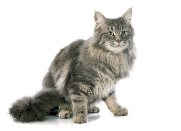 maine coon cat - Photo, Image
