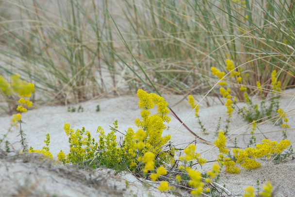 Yellow bedstraw, Galium verum blooming in dry, sandy environment - Photo, Image