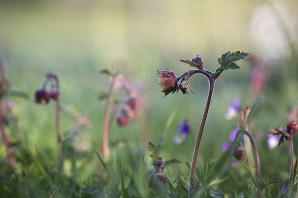Blossoming water avens, Geum rivales photographed early morning - Photo, Image