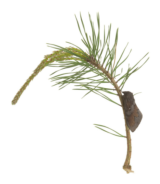 Lappet di pino, falena di Dendrolimus pini appoggiata su un ramoscello di pino isolato su sfondo bianco, questo insetto può causare danni sulle pinete - Foto, immagini