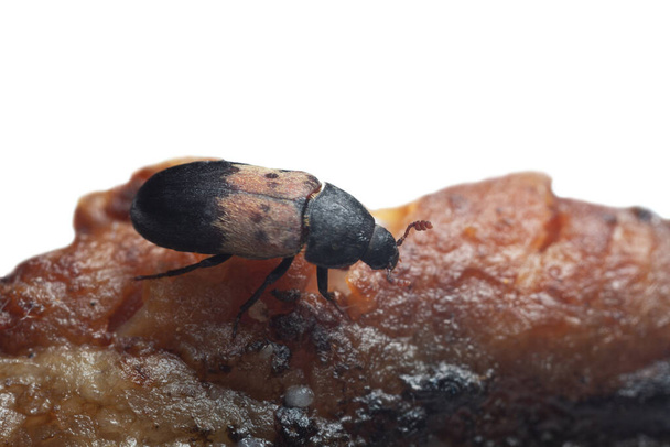 Większy chrząszcz, Dermestes ladarius na mięsie, ten chrząszcz może być szkodnikiem w domach na produktach zwierzęcych, przestrzeń kopiowania na zdjęciu - Zdjęcie, obraz