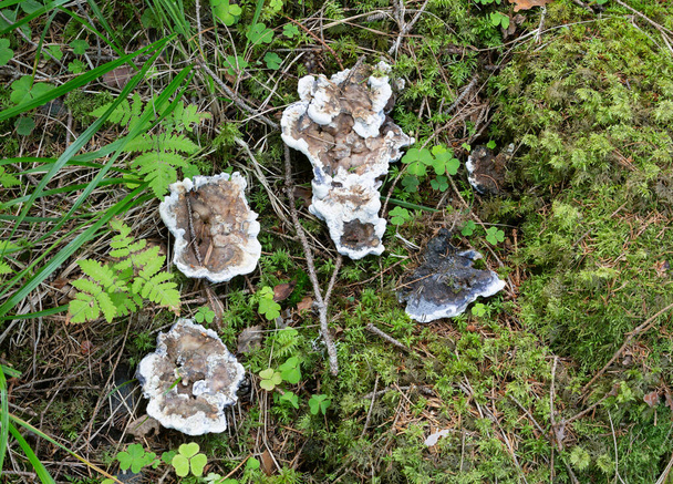 Hydnellum suaveolens funghi che crescono in ambiente naturale - Foto, immagini