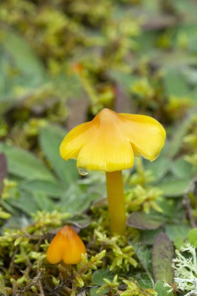 Конічна шапка для воску, конічна шапка Hygrocybe, що росте в природному середовищі
 - Фото, зображення