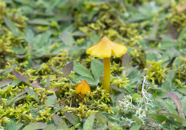 Tappo conico in cera, Igrocybe conica che cresce in ambiente naturale - Foto, immagini