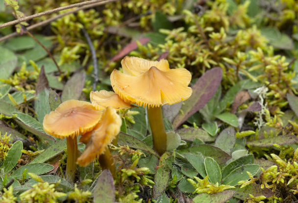 Conical wax cap, Hygrocybe conica growing in natural environment - Photo, Image