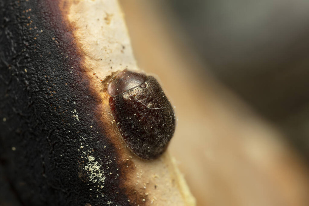 Thymalus limbatus feeding on polypore - Photo, Image
