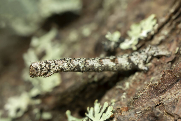 Geometer moth larva on bark - Photo, Image