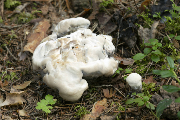 Грибы Hyhellum suaveolens, растущие в естественной среде - Фото, изображение
