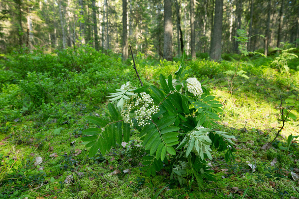 Sorbus aucuparia ramoscelli utilizzati per attirare insetti nella ricerca entomologica nella foresta di conifere illuminata dal sole - Foto, immagini