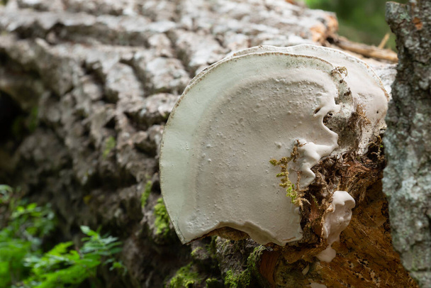 Parte inferior de la concha de un artista, Ganoderma applanatum creciendo en madera de álamo - Foto, Imagen