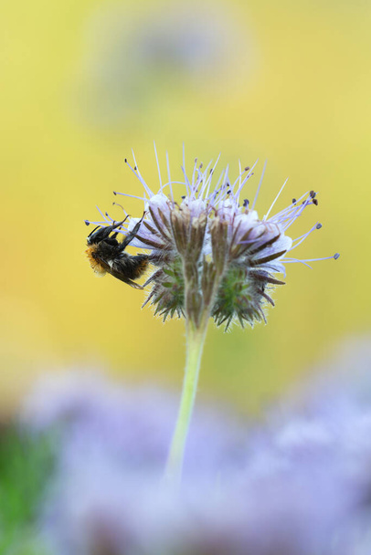 Gewone carder bee, Bombus pascuorum op blauwe tansy, Phacelia tanacetifolia vroeg in de ochtend gefotografeerd de hommel is bedekt met dauw - Foto, afbeelding