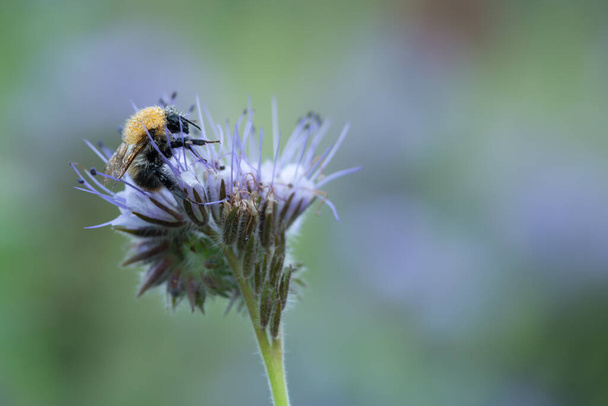 abeja carder común, Bombus pascuorum en tanacetifolia azul, Phacelia tanacetifolia fotografiado temprano en la mañana el abejorro está cubierto de rocío - Foto, imagen
