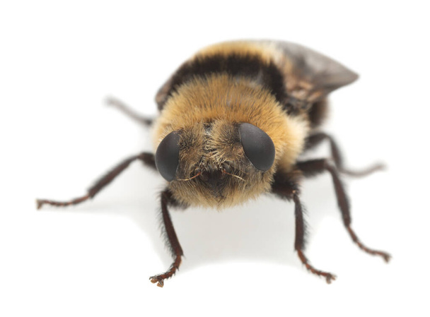 Μύγα μύτης ενήλικου ελαφιού, Cephenemyia ulrichii απομονωμένη σε λευκό φόντο. Αυτές οι μύγες είναι παρασιτικές σε άλκες και άλλα ελάφια για τις προνύμφες τους και μπορεί μερικές φορές σε σπάνιες περιπτώσεις να επιτεθούν σε ανθρώπινα μάτια. - Φωτογραφία, εικόνα