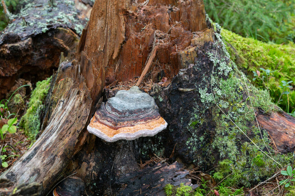 Fallen fir tree with brown rot and red belt conk, Fomitopsis pinicola - Photo, Image