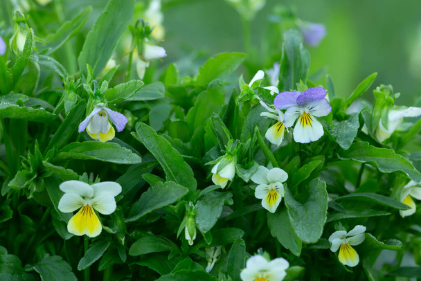 Blooming heartsease, Viola tricolor plants with dew photographed early morning - Photo, Image