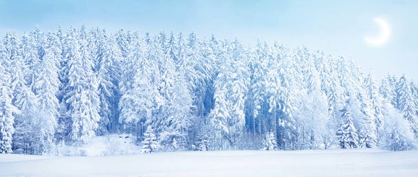 Vánoční skladba a zimní koncept. Sněhová krajina. Vánoční a novoroční hraniční výtvarný design. - Fotografie, Obrázek