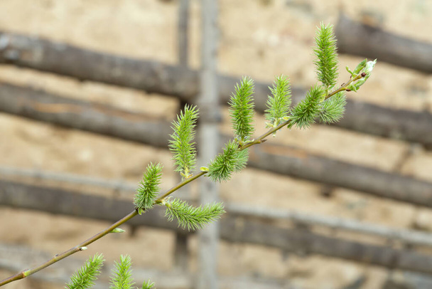 Salx twighich catkins у весняний час перед дерев'яним парканом
 - Фото, зображення