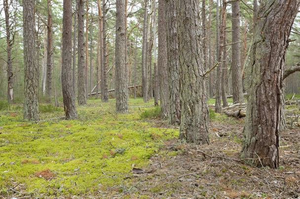 Нетронутый сосновый лес в национальном парке в Швеции, эта среда является imporatant для многих исчезающих животных - Фото, изображение