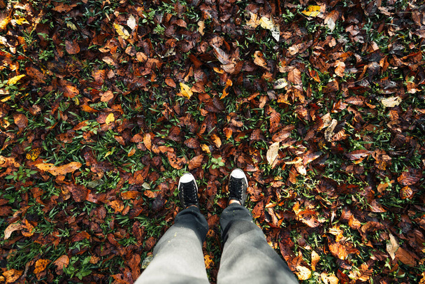 Les a podzimní listí mění barvy. - Fotografie, Obrázek