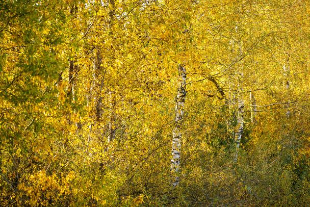 amarillo dorado otoño hojas abstracto fondo imagen - Foto, imagen