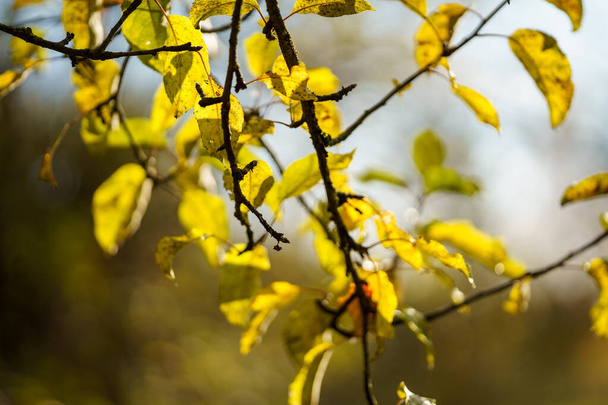yellow golden autumn leaves abstract background image - Photo, Image
