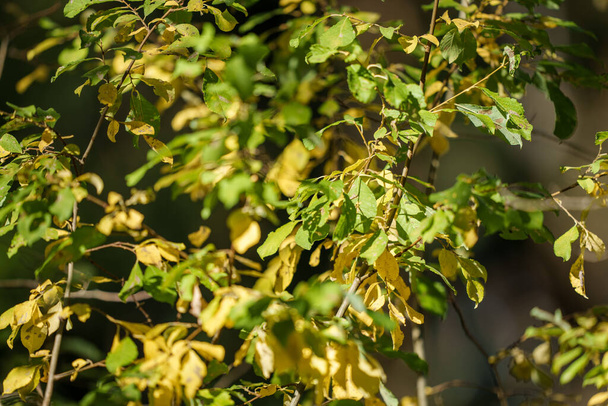 жовте зелене листя сітки на розмитому фоні в сонячний день в природі
 - Фото, зображення