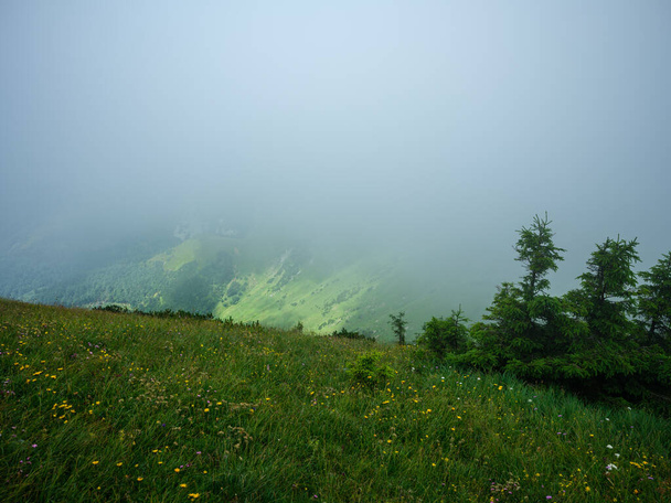 mgliste zielone rdzenie górskie w lecie pokryte trawą na Słowacji. Panoramy Tatr - Zdjęcie, obraz